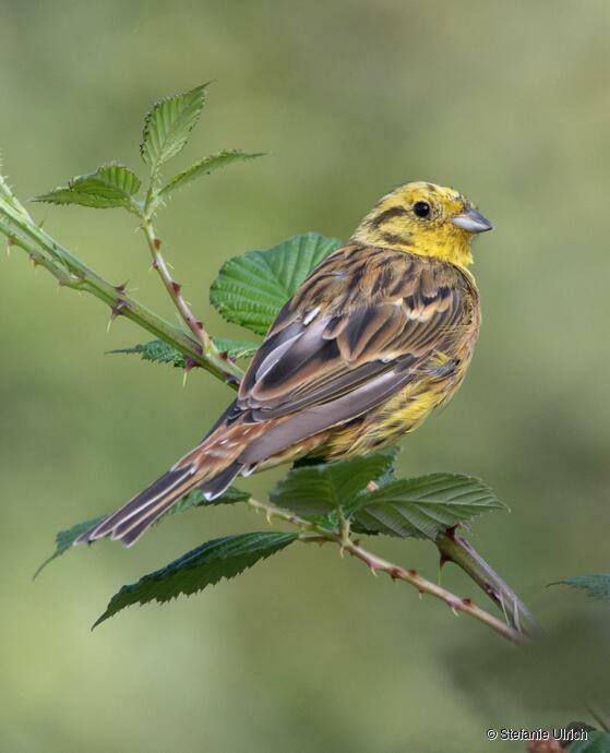 Piep einmal! Die Goldammer