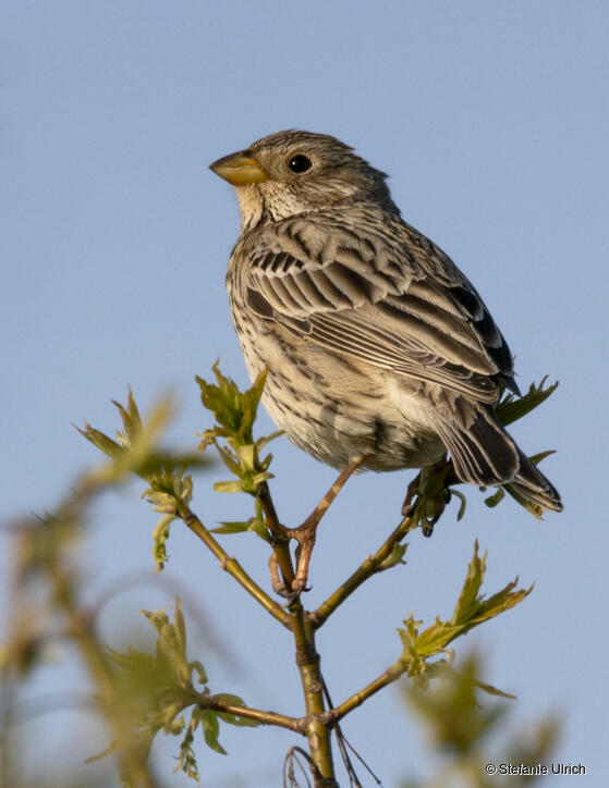 Piep einmal! Die Grauammer