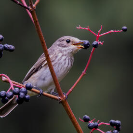 Piep einmal! Der Grauschnäpper