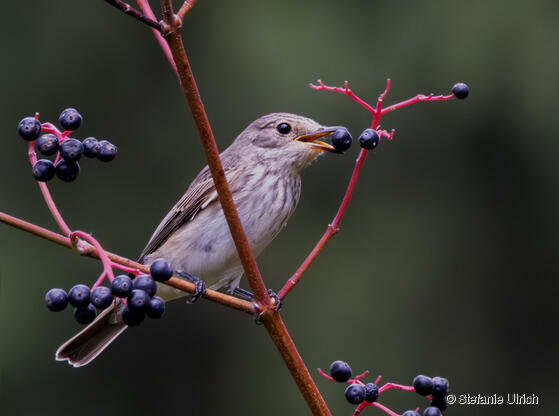 Piep einmal! Der Grauschnäpper