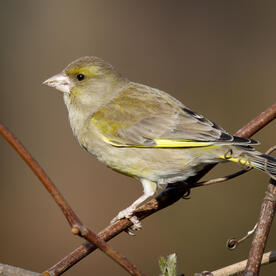 Piep einmal! Der Grünfink