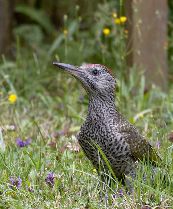 Grünspecht