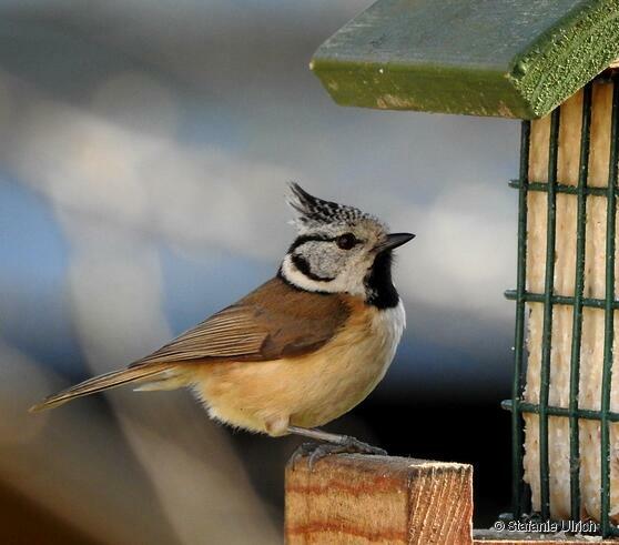 Piep einmal! Die Haubenmeise