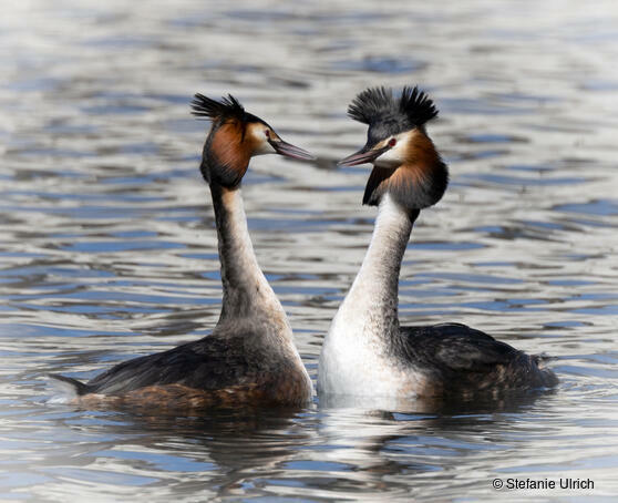 Piep einmal! Der Haubentaucher