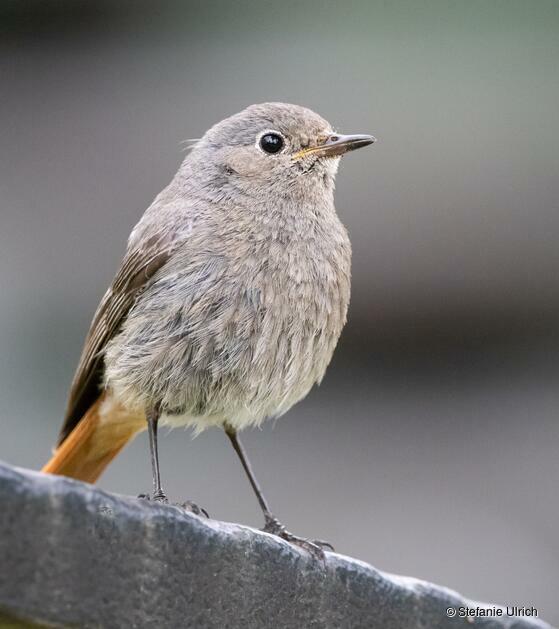 Piep einmal! Der Hausrotschwanz