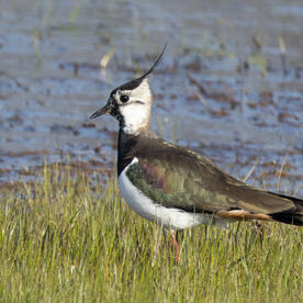 Piep einmal! Der Kiebitz