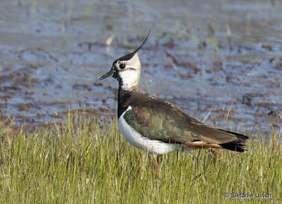 Piep einmal! Der Kiebitz
