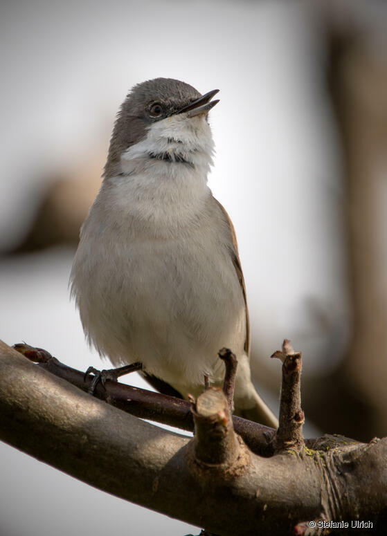 Piep einmal! Die Klappergrasmücke