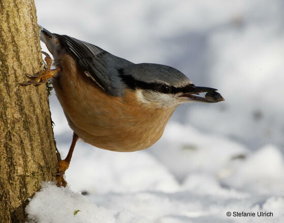 Piep einmal! Der Kleiber
