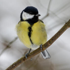 Piep einmal! Die Kohlmeise