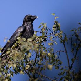 Piep einmal! Der Kolkrabe