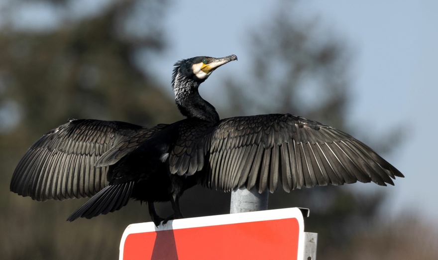 Kormoran