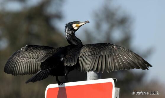 Kormoran mit typischer Körperhaltung: die Flügel sind zum Trocknen geöffnet.