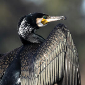 Piep einmal! Der Kormoran