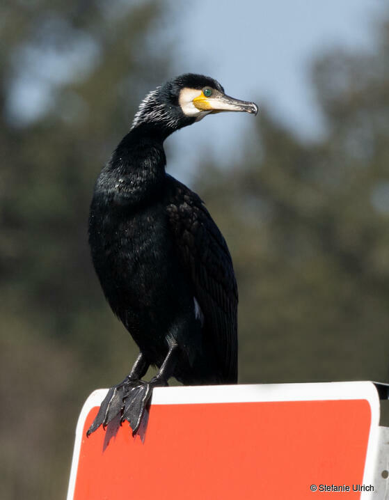 Mit seinem ungefetteten Gefieder und den Schwimmhäuten ist der Kormoran ein schneller Jäger, der bis zu 9 Meter tief tauchen kann.