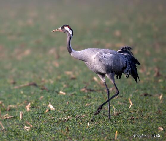 Kranich auf einer Wiese