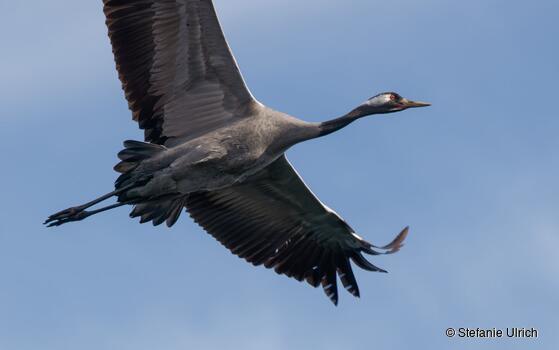 Piep einmal! Der Kranich
