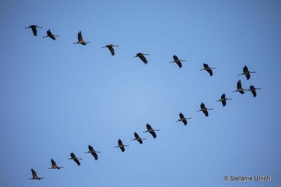 Kraniche im Formationsflug