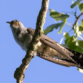 Piep einmal! Der Kuckuck