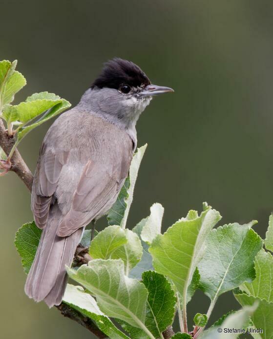 Piep einmal! Die Mönchsgrasmücke