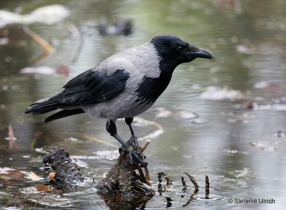 Nebelkrähen sind vor allem im Osten Deutschlands weit verbreitet. Auch in Berlin fühlen sich die Tiere wohl - wie hier im Stadtpark Steglitz.