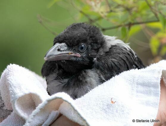 Diese junge geschwächte Nebelkrähe wurde bei meiner Nachbarin abgegeben, die schon einige Krähenkinder aufgepeppelt hat. Die eigenen Eltern hatten sie leider nicht mehr versorgt. Glücklicherweise konnte die Krähe so gerettet werden und hat überlebt. Was man tun kann, wenn man ein schwaches oder verletztes Vögelchen findet, wird hier beim Nabu-Vogelschutzzentrum gut beschrieben: https://www.nabu-vogelschutzzentrum.de/vogelpflege/vogel-gefunden-was-tun/