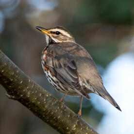 Piep einmal! Die Rotdrossel