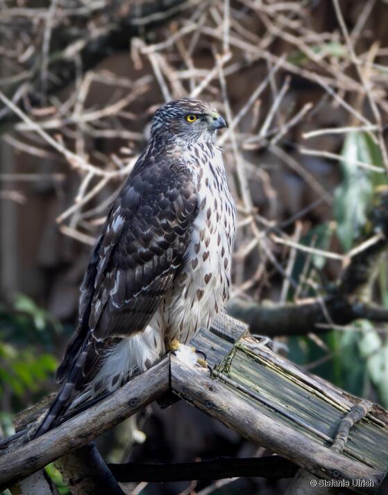 Piep einmal! Der Rothabicht