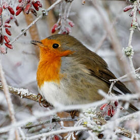 Piep einmal! Das Rotkehlchen