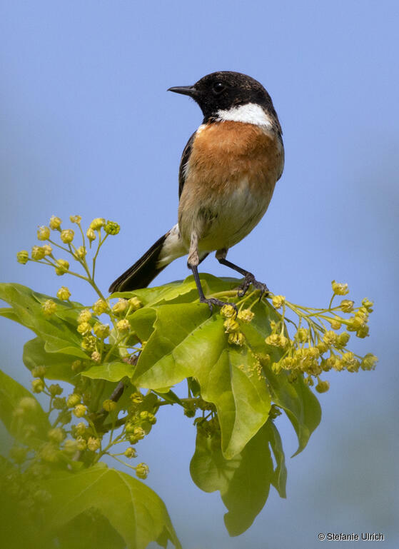 Piep einmal! Das Schwarzkehlchen