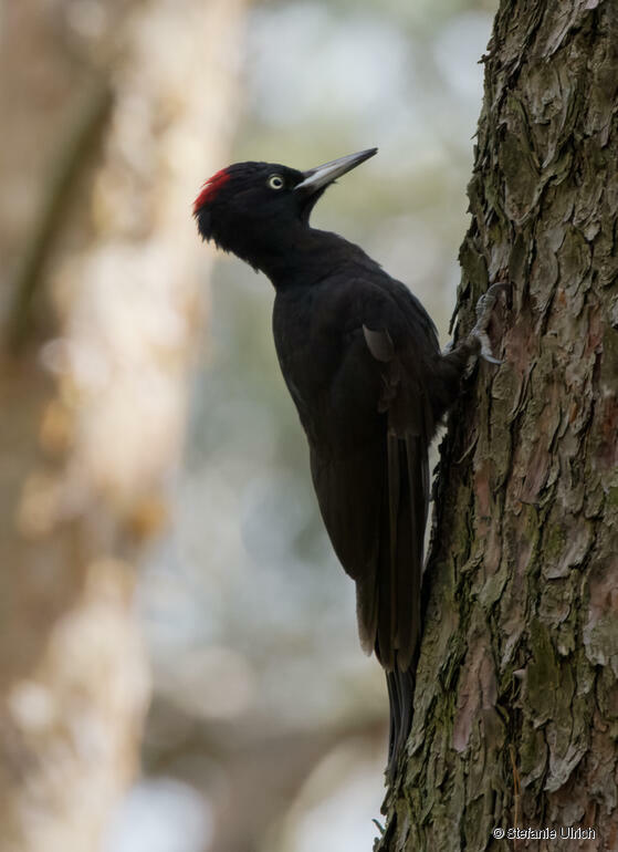 Piep einmal! Der Schwarzspecht