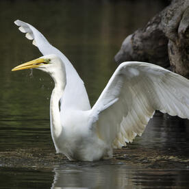 Piep einmal! Der Silberreiher