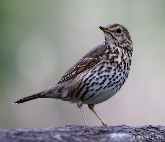 Piep einmal! Die Singdrossel