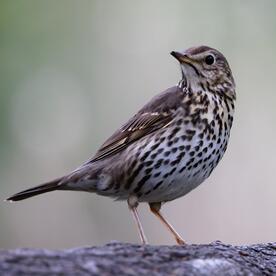 Piep einmal! Die Singdrossel