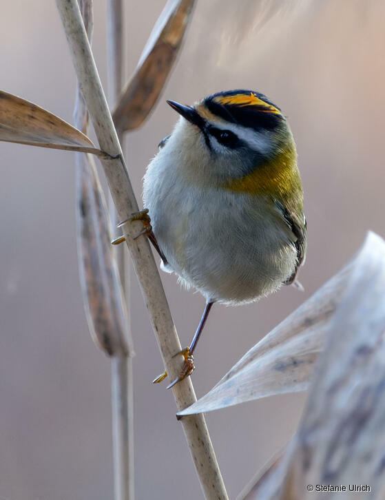 Piep einmal! Das Sommergoldhähnchen
