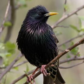 Piep einmal! Der Star