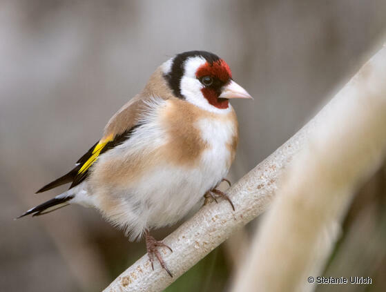 Piep einmal! Der Stieglitz