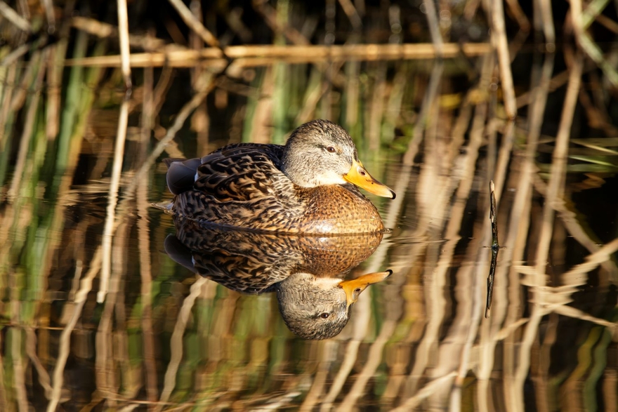 Stockente