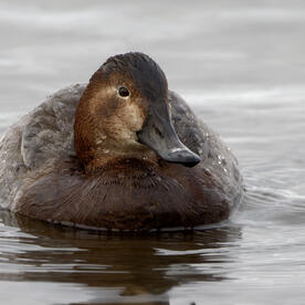 Piep einmal! Die Tafelente