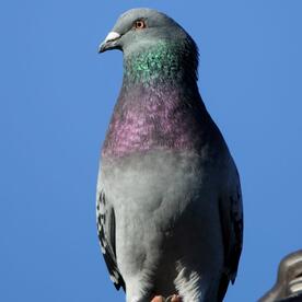 Piep einmal! Die Stadttaube