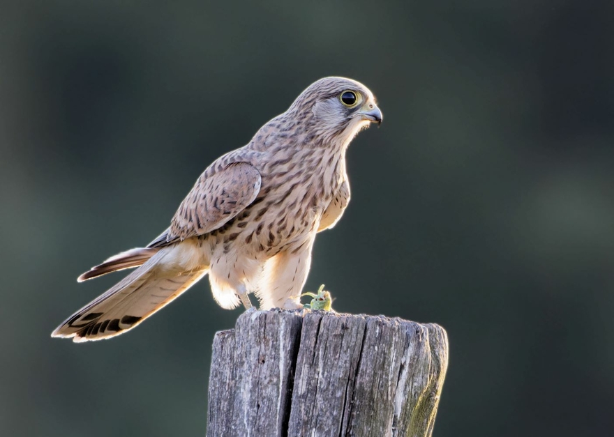 Turmfalke