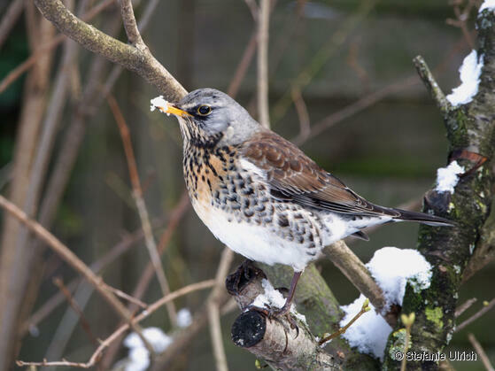 Was fliegt denn da? Wege zum Vogelwissen