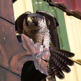Piep einmal! Der Wanderfalke