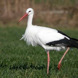 Piep einmal! Der Weißstorch
