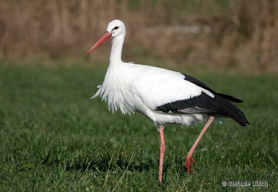 Piep einmal! Der Weißstorch