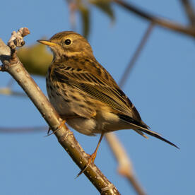 Piep einmal! Der Wiesenpieper