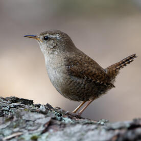 Piep einmal! Der Zaunkönig