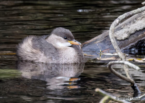 Zwergtaucher