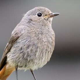 Piep einmal! Der Hausrotschwanz