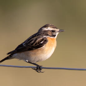 Piep einmal! Das Braunkehlchen